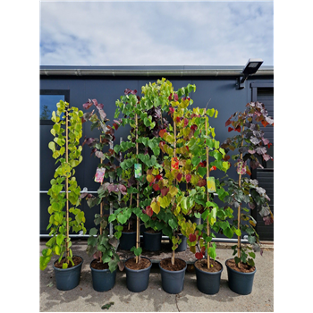 Cercis canadensis F00010923