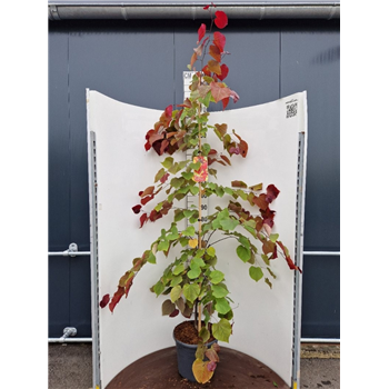 Cercis canadensis 'Eternal Flame' F00010922
