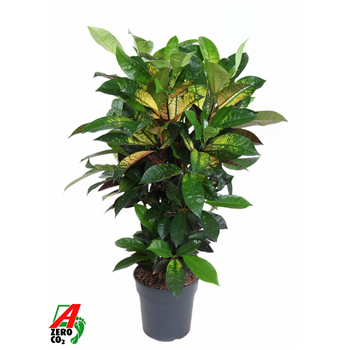 Kroton variegatum 'Mrs Iceton' F00010451