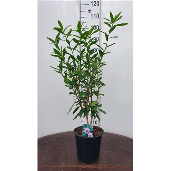 Daphne bholua 'Jacqueline Postill' F00010924