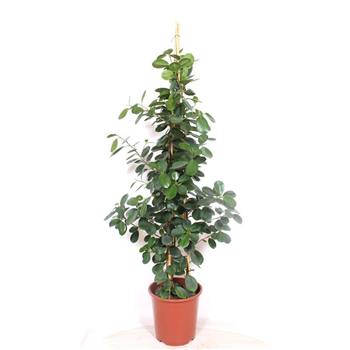 Fikus microcarpa 'Green Island' F00010807