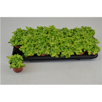 Fittonia Joly Lemon F00000804