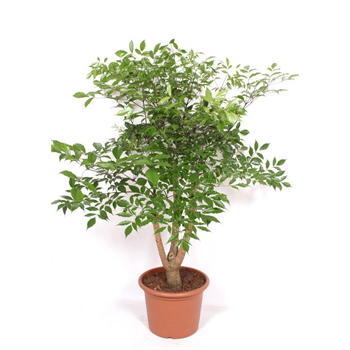 Heteropanax chinensis F00010818
