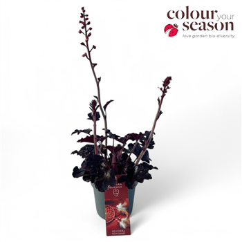 Heuchera 'Indian Summer' Blooming Black F00004662