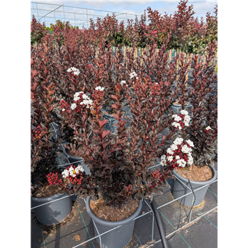 Lagerstroemia indica F00010925