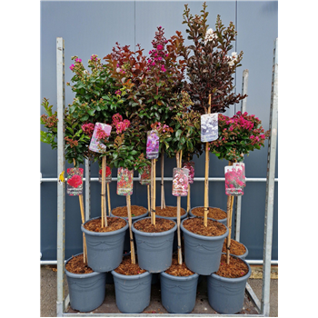 Lagerstroemia indica F00010926