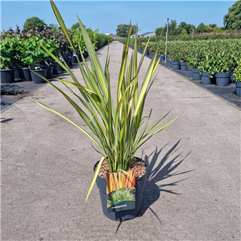 Phormium tenax 'Apricot Queen' F00005619