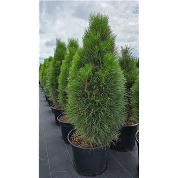Bor(Pinus) nigra 'Green Tower' F00005625
