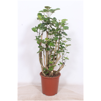 Polyscias balfouriana F00010833