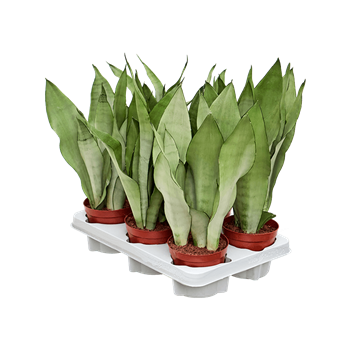 Taščin jezik - Sanseveria trifasciata 'Moonshine' 6/tray 4SAMOBP13
