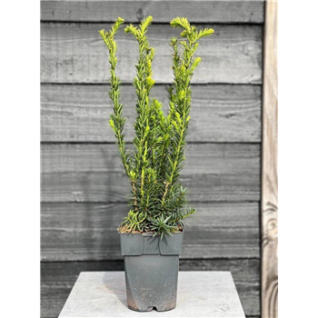 Taxus media 'Hillii' F00010959