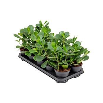 Clusia rosea 'Green Magic' 10/tray 4CLRGBP13