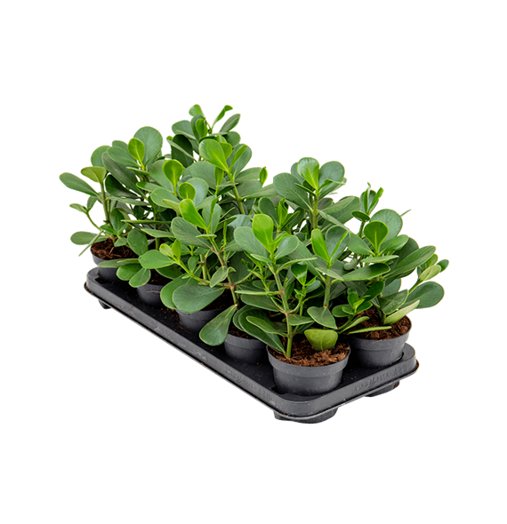 Clusia rosea 'Green Magic' 10/tray 4CLRGBP13