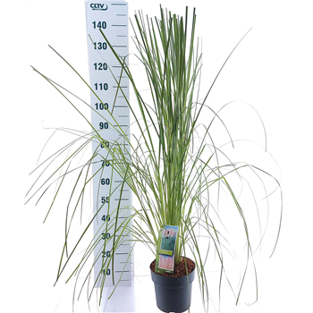 Cortaderia selloana 'Pink Feather' F00009688