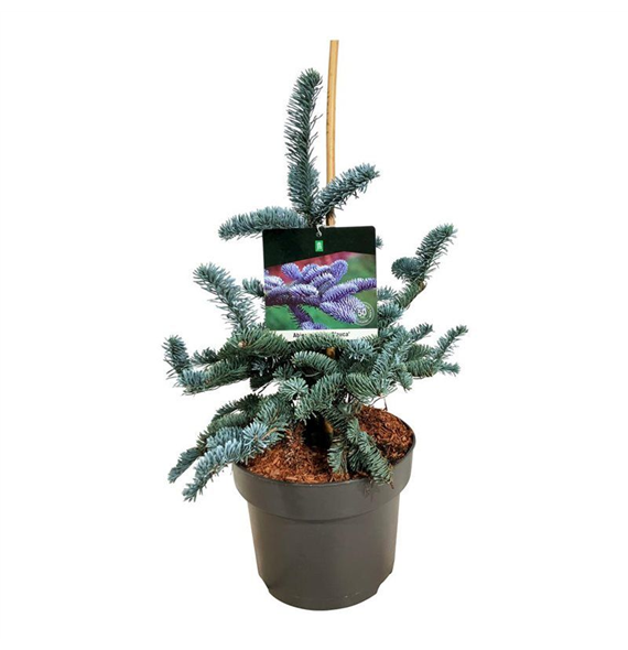 Abies procera 'Glauca' F00011713