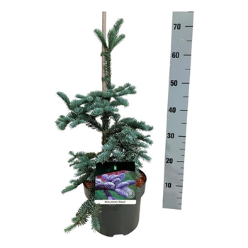 Abies procera 'Glauca' F00011707