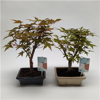 Javor palmatum 'Deshojo' F00011603