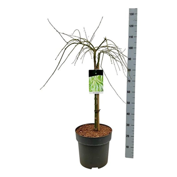 Javor palmatum 'Dissectum' F00006963