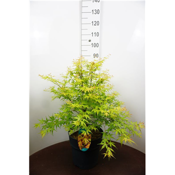 Javor palmatum 'Katsura' F00011804
