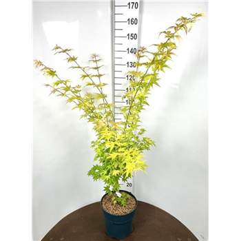 Javor palmatum 'Orange Dream' F00009355