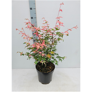 Javor palmatum 'Oridono-Nishiki' F00010892
