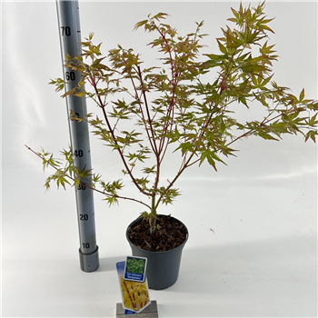 Javor palmatum 'Sangokaku' F00005726