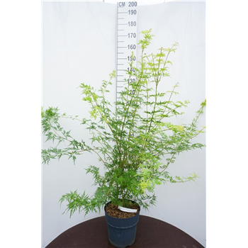 Javor palmatum 'Seiryu' F00011806