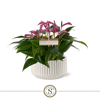 Anthurium andraeanum 'Zizou' F00010419