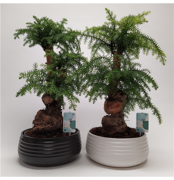 Araucaria cunninghamii F00011598