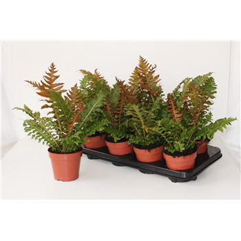 Blechnum gibbum 'Brasiliense Volcano' F00004534