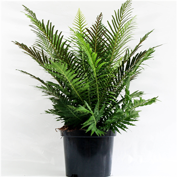 Blechnum gibbum 'Silver Lady' F00004535