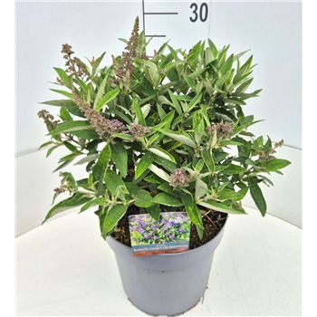 Buddleja davidii 'Butterfly Candy Lila Sweetheart' F00011452