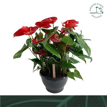 Anthurium andr  alabama bowl Nevadabl 70cm 30cm Q374