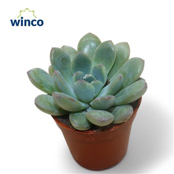 Echeveria Morning Dewoverige fl 10cm 5.5cm Q1805