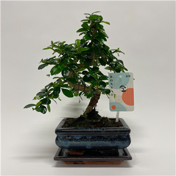 Carmona retusa F00011607