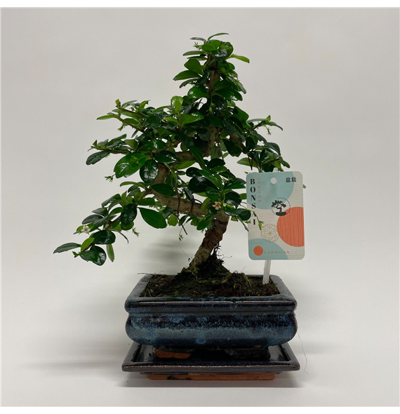 Carmona retusa F00011607
