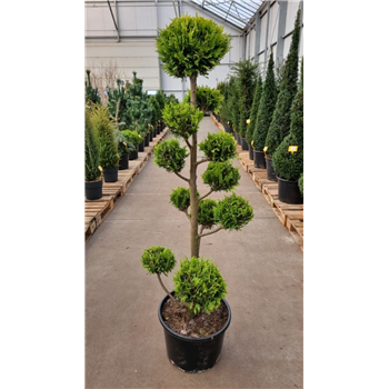 Chamaecyparis lawsoniana 'Ivonne' F00006739