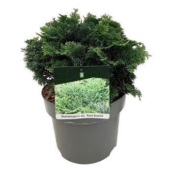 Chamaecyparis obtusa 'Nana Gracilis' F00011710