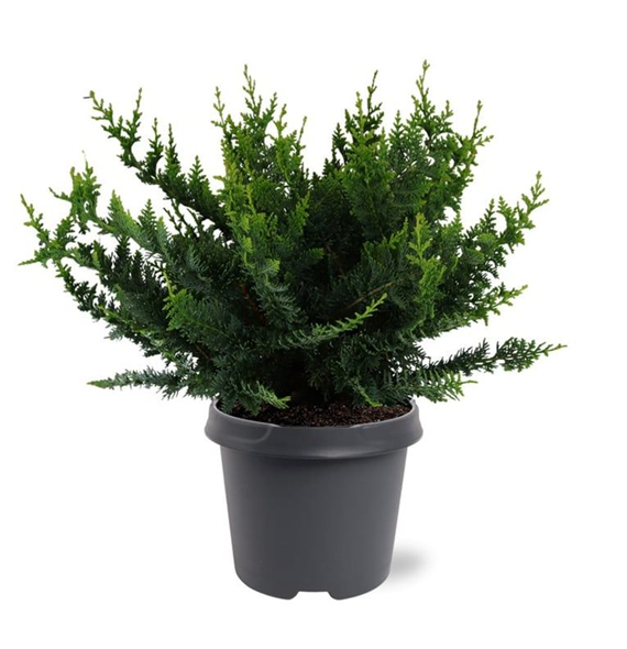 Chamaecyparis obtusa 'Teddy Bear' F00011538