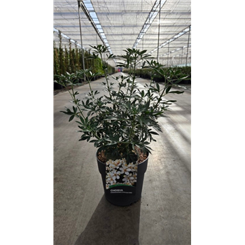 Choisya ternata 'Green Fingers' F00011863