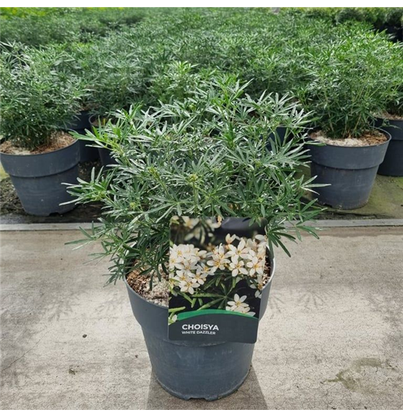 Choisya ternata 'White Dazzler' F00011816