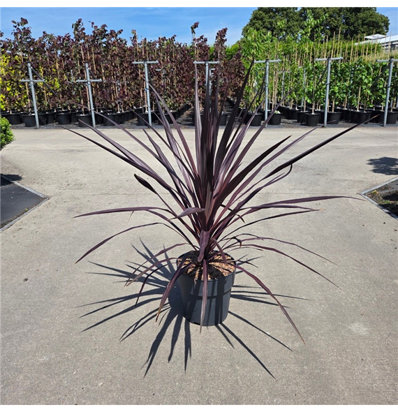 Cordyline australis 'Burgundy Spire' F00011886