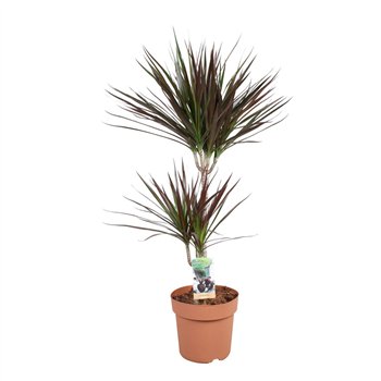 Dracena marg  magenta Magenta 45-152 pp 90cm 21cm Q1502