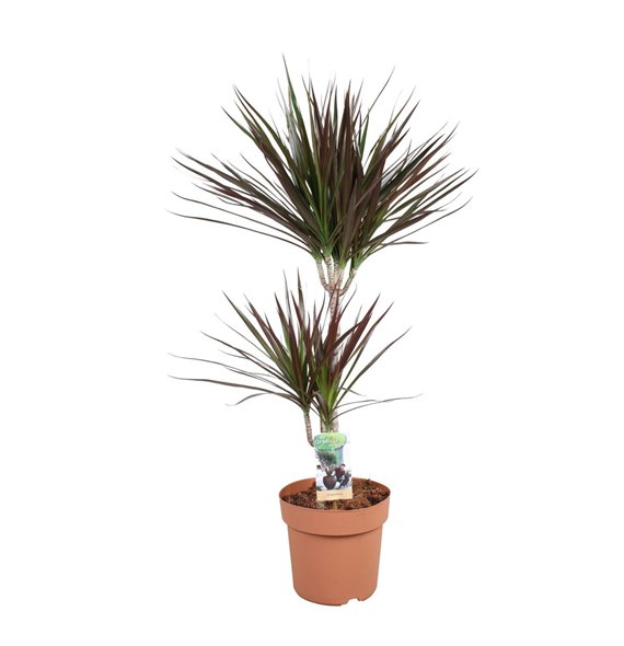 Dracena marg  magenta Magenta 45-152 pp 90cm 21cm Q1502