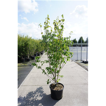 Cornus kousa 'Milky Way' F00011818