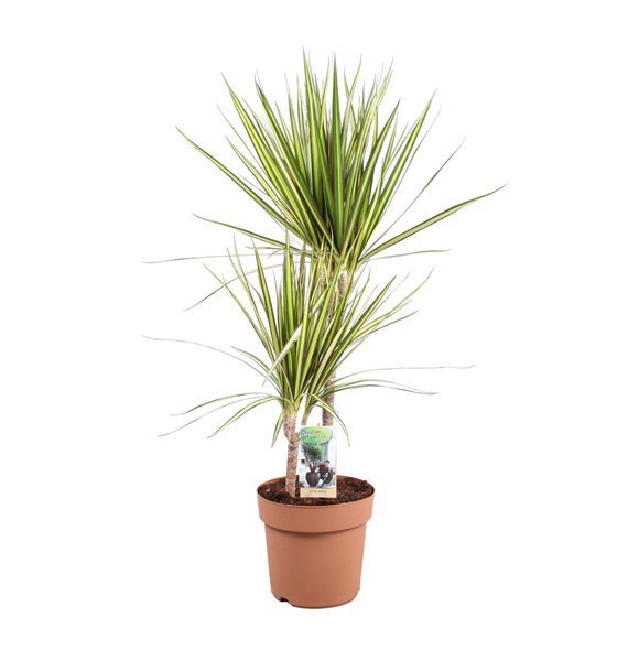 Dracena marg  sunray Sunray 45-152 pp 90cm 21cm Q1503