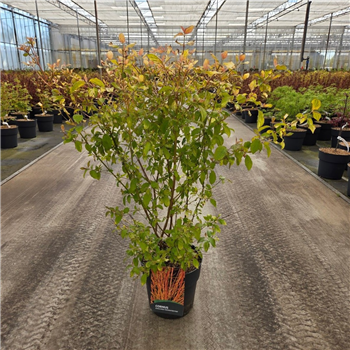 Cornus sanguinea 'Midwinter Fire' F00011901