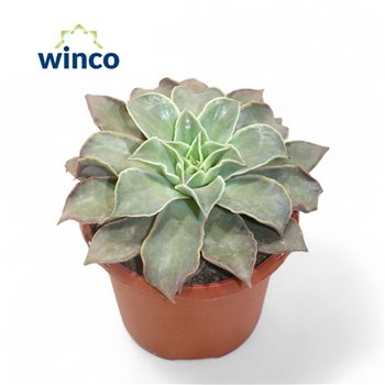 Echeveria Madibaoverige fl 25cm 17cm Q1781