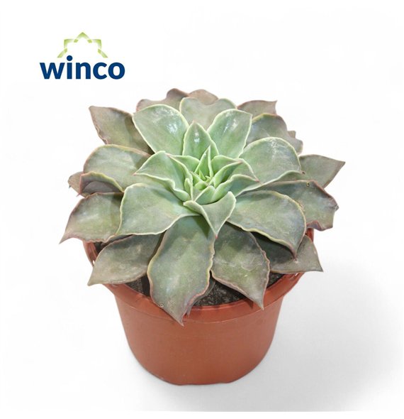 Echeveria Madibaoverige fl 25cm 17cm Q1781