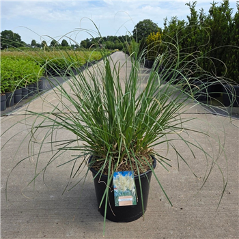Cortaderia selloana 'Sunningd Silver' F00011889